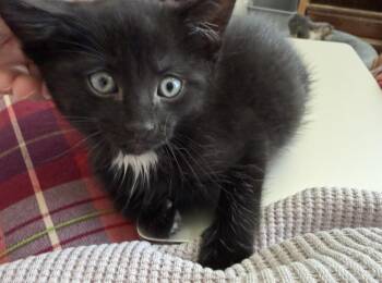 Domestic Short Hair Cats Available for Adoption - Spiderweb:  Goliath | PetCurious