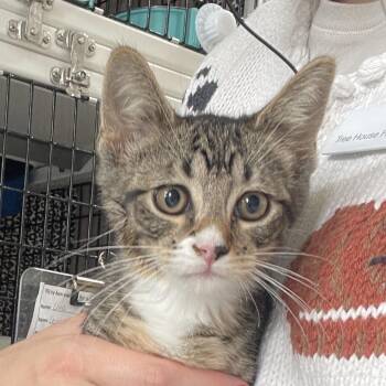 Lima -  Domestic Short Hair Cat for Adoption in Chicago, Illinois - Lima | PetCurious