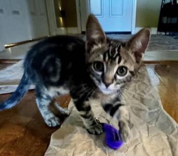 Rubber Ducky - Critter Crew -  Tabby Cat for Adoption in Anthem, Arizona - Rubber Ducky - Critter Crew | PetCurious