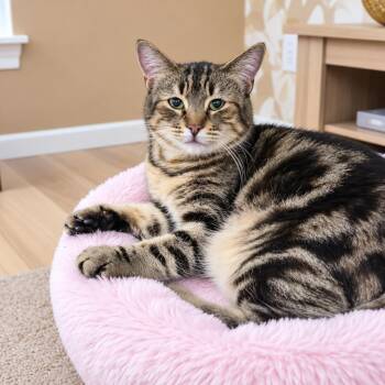 Tala -  Domestic Medium Hair Cat for Adoption in Phoenix, Arizona - Tala | PetCurious