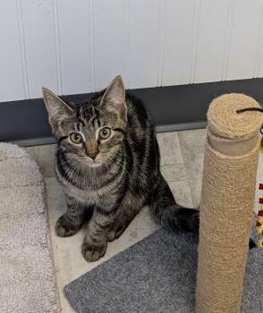 Fredrick -  Domestic Short Hair Cat for Adoption in Brockport, New York - Fredrick | PetCurious
