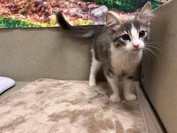 A554114 -  Domestic Medium Hair Cat for Adoption in Moreno Valley, California - A554114 | PetCurious