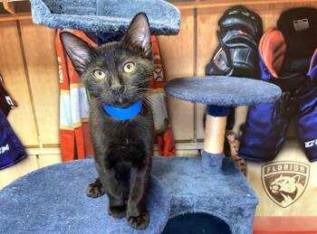 BLOOM -  Domestic Short Hair Cat for Adoption in Fort Lauderdale, Florida - BLOOM | PetCurious