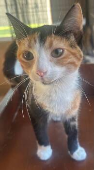 Rescue Calico Cats for Adoption in Capshaw, Alabama - MONA LISA | PetCurious