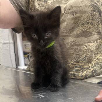 Woody -  Domestic Long Hair Cat for Adoption in Clanton, Alabama - Woody | PetCurious