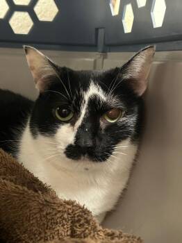 Domestic Short Hair Cats Available for Adoption in Winder, Georgia - 2026-04-114 *Lily* | PetCurious