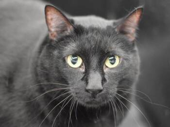 Dakota -  Domestic Short Hair Cat for Adoption in Portland, Oregon - Dakota | PetCurious
