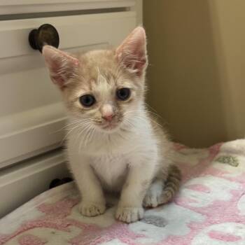 Bucky -  Domestic Short Hair Cat for Adoption in Jacksonville, Florida - Bucky | PetCurious