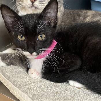Licorice -  Domestic Short Hair Cat for Adoption in Columbus, Georgia - Licorice | PetCurious