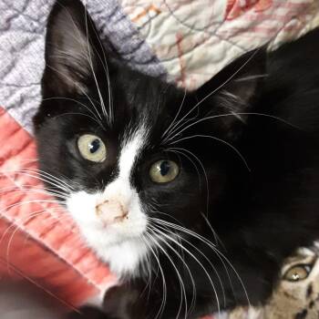 Catan -  Domestic Short Hair Cat for Adoption in Spokane, Washington - Catan | PetCurious