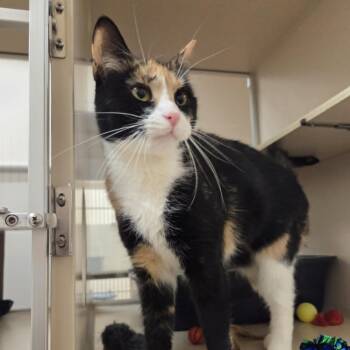 Phoebe -  Domestic Short Hair Cat for Adoption in Ballston Spa, New York - Phoebe | PetCurious