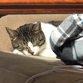 Pez -  Domestic Short Hair Cat for Adoption - Pez | PetCurious