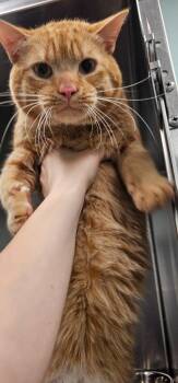Rupert -  Domestic Short Hair Cat for Adoption in Athens, Tennessee - Rupert | PetCurious
