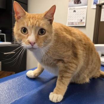 Domestic Short Hair Cats Available for Adoption in Yankton, South Dakota - Vulcan | PetCurious