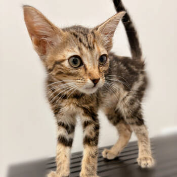 Rescue Domestic Short Hair Cats for Adoption in Houston, Texas - Rio | PetCurious