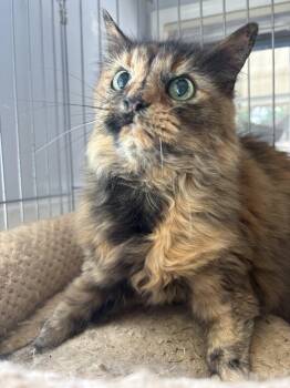 Rowdy -  Domestic Long Hair Cat for Adoption in Sanford, North Carolina - Rowdy | PetCurious