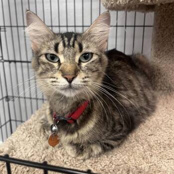 Virginia Slim -  Domestic Long Hair Cat for Adoption in Waco, Texas - Virginia Slim | PetCurious