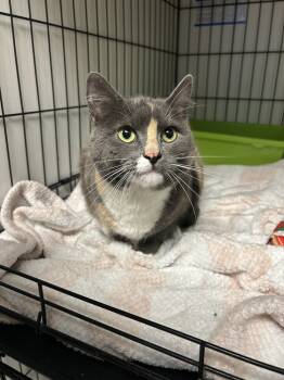Rescue Domestic Short Hair and Calico Cats for Adoption in Fort Collins, Colorado - Lucy | PetCurious