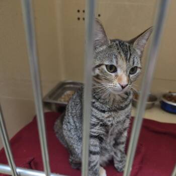 Blythe -  Tabby and Tortoiseshell Cat for Adoption in Clarksville, Virginia - Blythe | PetCurious