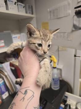 COBBLER -  Domestic Short Hair Cat for Adoption in Easton, Maryland - COBBLER | PetCurious