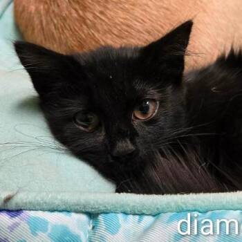 Diamond -  Domestic Medium Hair Cat for Adoption in Rocky Mount, Virginia - Diamond | PetCurious