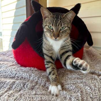 Domestic Short Hair Cats Available for Adoption - Truman | PetCurious