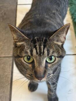 Whiskey -  Domestic Short Hair Cat for Adoption in Breinigsville, Pennsylvania - Whiskey | PetCurious