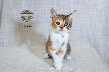 Organa -  Domestic Short Hair Cat for Adoption in Riverside, California - Organa | PetCurious