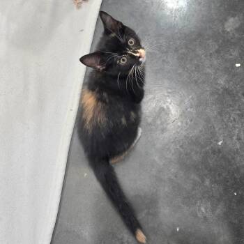Sarafina -  Domestic Short Hair Cat for Adoption in Fairmont, West Virginia - Sarafina | PetCurious