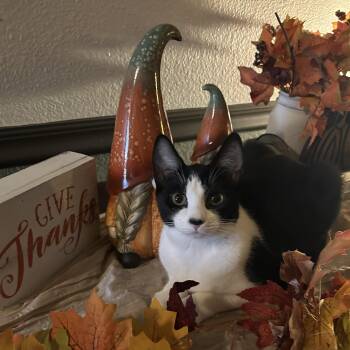 Rescue Tuxedo Cats for Adoption in Silverton, Oregon - Oreo (with Cookies & Cream) | PetCurious