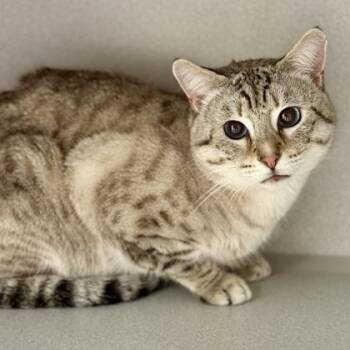 Siamese Cats Available for Adoption in Red Bluff, California - *John | PetCurious