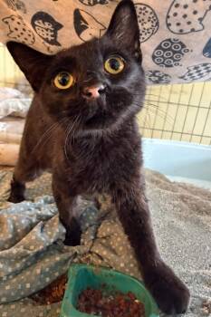 Domestic Short Hair Cats Available for Adoption in Gorham, Maine - Tuna Salad | PetCurious