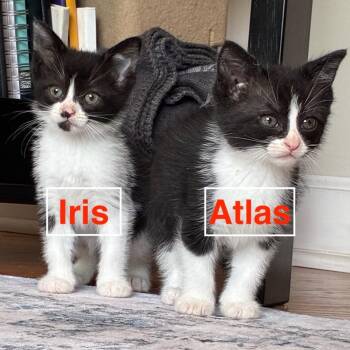Atlas (k2026) -  Domestic Short Hair Cat for Adoption in Skokie, Illinois - Atlas (k2026) | PetCurious
