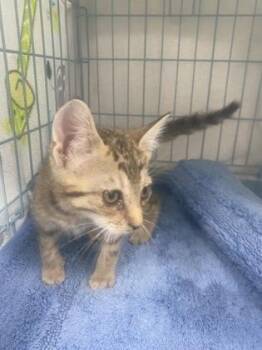 Pell -  Domestic Short Hair Cat for Adoption in Gainesville, Florida - Pell | PetCurious