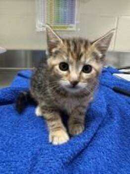 Zahara -  Domestic Short Hair Cat for Adoption in Manitowoc, Wisconsin - Zahara | PetCurious