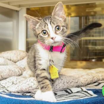 DAWN -  Domestic Short Hair Cat for Adoption in St. Louis, Missouri - DAWN | PetCurious
