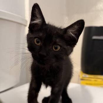 Roo -  Domestic Short Hair Cat for Adoption in Temecula, California - Roo | PetCurious