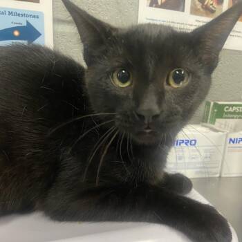 Pawltergeist -  Domestic Short Hair Cat for Adoption in Allentown, Pennsylvania - Pawltergeist | PetCurious