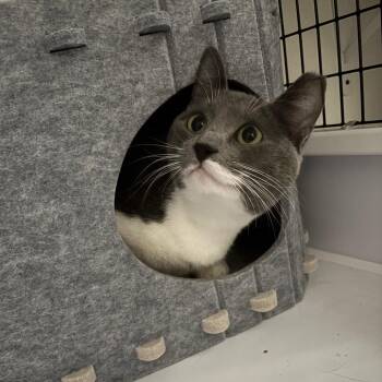 Domestic Short Hair Cats Available for Adoption - M Firm #7 (3184 Ariel) | PetCurious