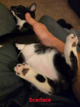 SCARFACE -  Tuxedo and Domestic Short Hair Cat for Adoption - SCARFACE | PetCurious