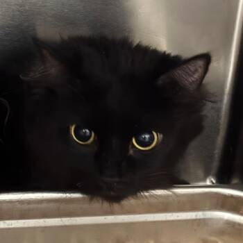 Domestic Medium Hair Cats Available for Adoption in Birmingham, Alabama - Selly | PetCurious