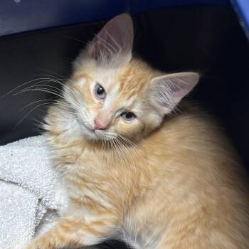 Pinhead 29973 -  Domestic Medium Hair Cat for Adoption in Middleburg, Florida - Pinhead 29973 | PetCurious