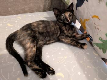 Starr M -  Domestic Short Hair Cat for Adoption in Trenton, New Jersey - Starr M | PetCurious