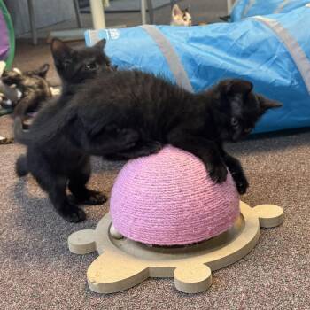 Muffin & Cupcake (FIV+) -  Domestic Short Hair Cat for Adoption in Ashland, Massachusetts - Muffin & Cupcake (FIV+) | PetCurious