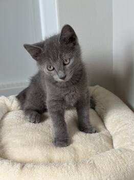 George -  American Shorthair Cat for Adoption in Bethel Park, Pennsylvania - George | PetCurious