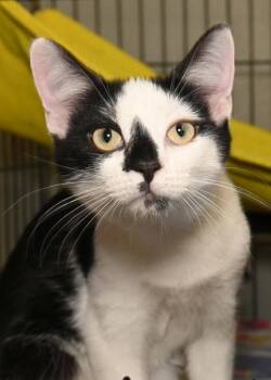 Rescue Domestic Short Hair Cats for Adoption in Baton Rouge, Louisiana - Voldermort | PetCurious