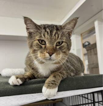 Wasser -  Tabby Cat for Adoption in Maple Ridge, British Columbia - Wasser | PetCurious