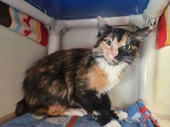 Domestic Medium Hair and Domestic Short Hair Cats Available for Adoption in Fort Collins, Colorado - Chenille | PetCurious
