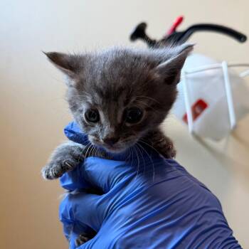 Pepper -  Domestic Short Hair Cat for Adoption in Pasadena, California - Pepper | PetCurious