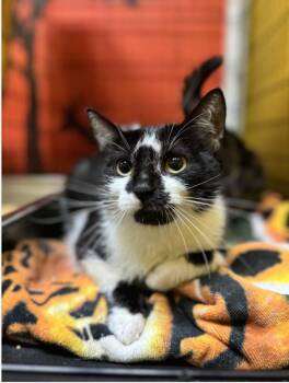 Kim -  Domestic Short Hair Cat for Adoption in Chicago, Illinois - Kim | PetCurious